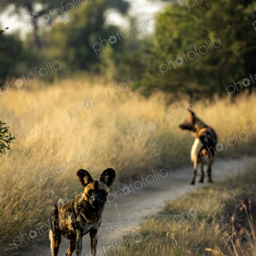 Two wild dogs, Lycaon pictus, walking together. Two wild dogs, Lycaon pictus, walking together.