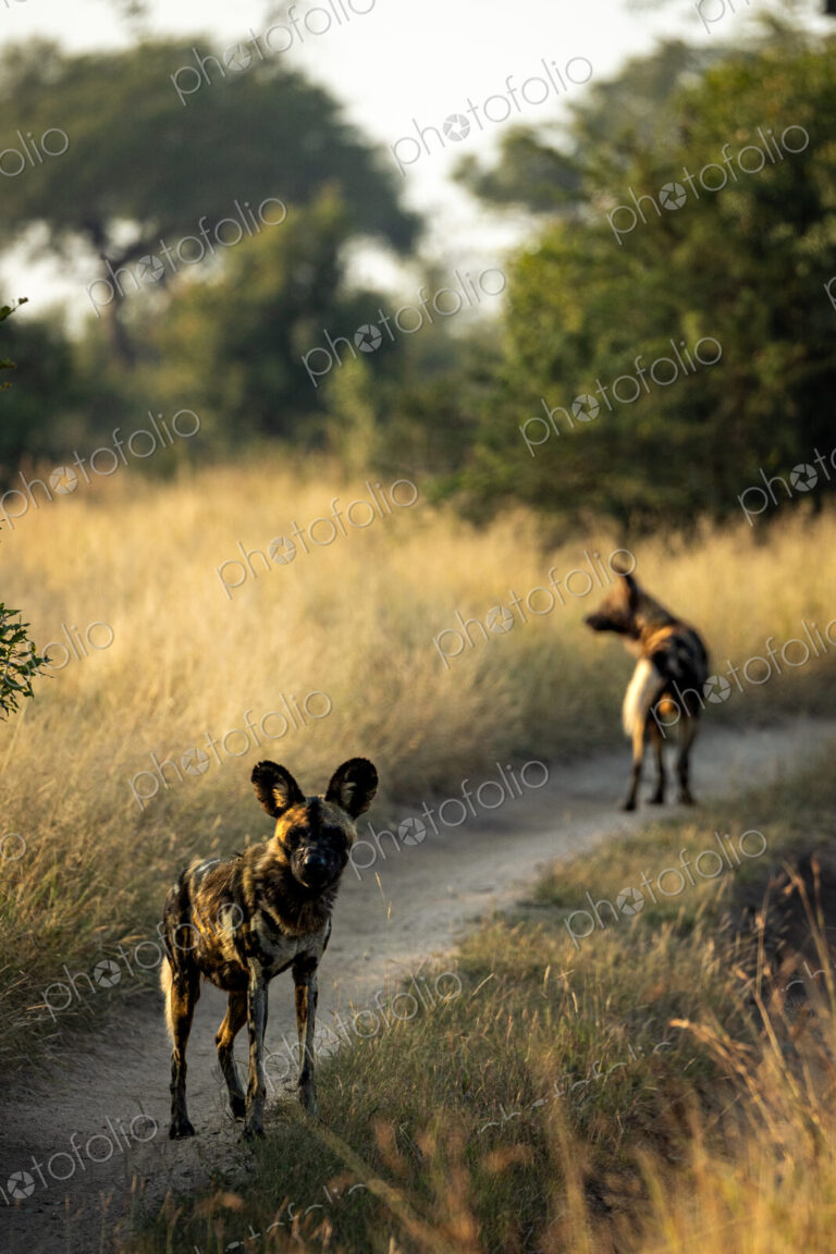 Two wild dogs, Lycaon pictus, walking together.