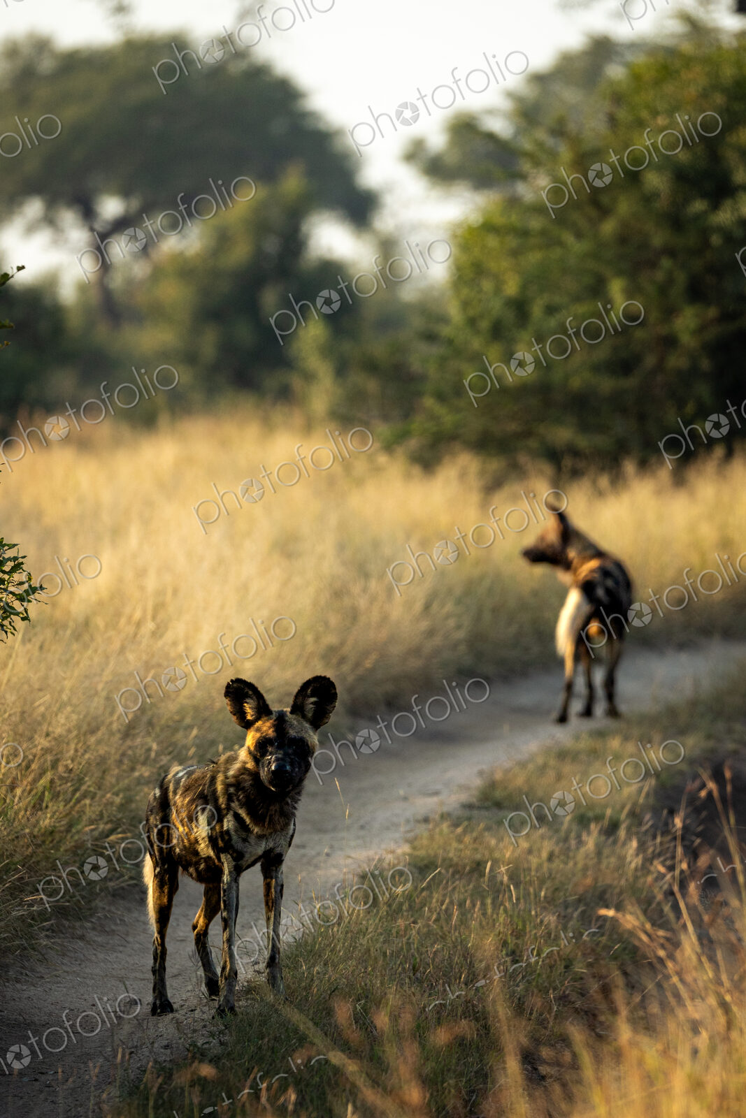 Two wild dogs, Lycaon pictus, walking together.