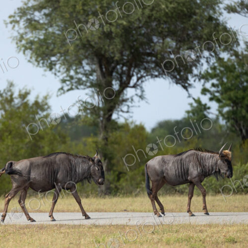 Two wildebeest, Connochaetes gnou, side view, one animal giving birth. Two wildebeest, Connochaetes gnou, side view, one animal giving birth.