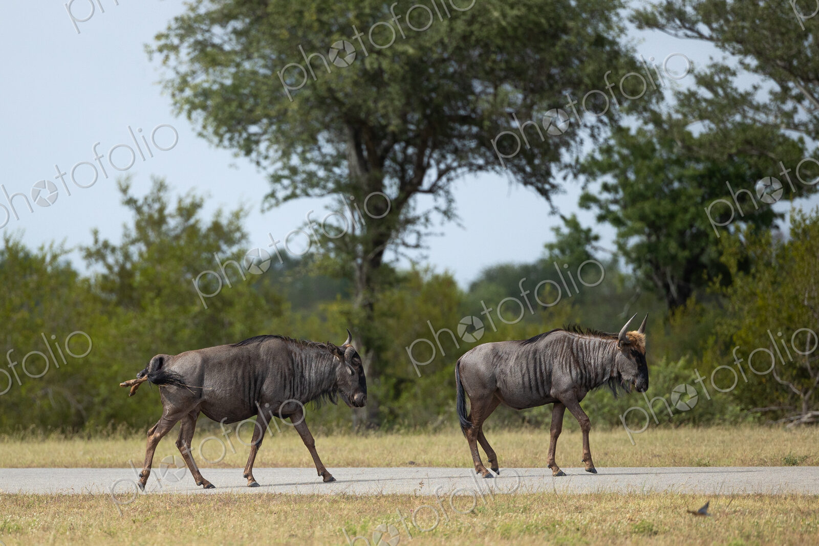 Two wildebeest, Connochaetes gnou, side view, one animal giving birth.