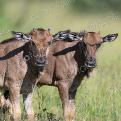 Two wildebeest calves, Connochaetes gnou, standing next to each other. Two wildebeest calves, Connochaetes gnou, standing next to each other.