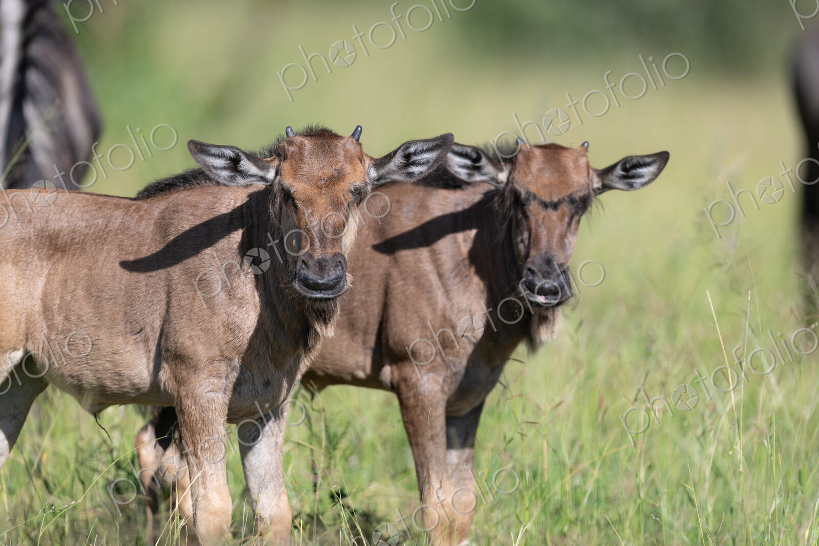 Two wildebeest calves, Connochaetes gnou, standing next to each other.
