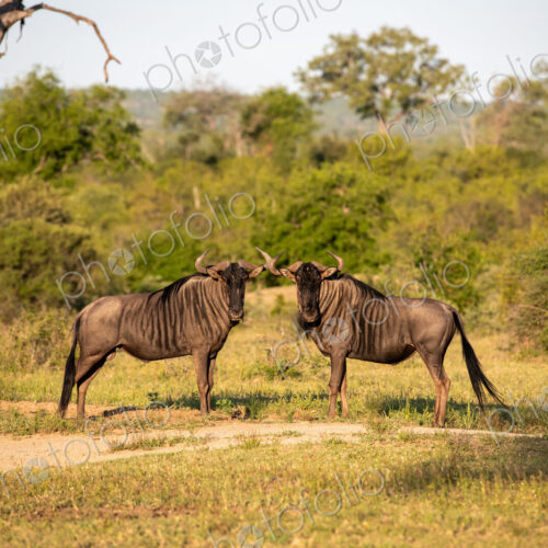 Two wildebeest males, Connochaetes taurinus, standing together. Two wildebeest males, Connochaetes taurinus, standing together.