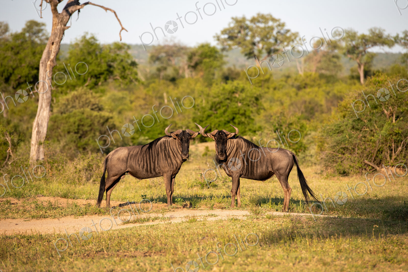 Two wildebeest males, Connochaetes taurinus, standing together.