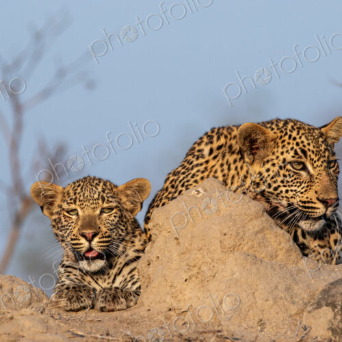 Two young leopards, Panthera pardus, resting on a mound.