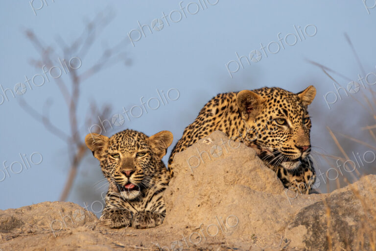 Two young leopards, Panthera pardus, resting on a mound.