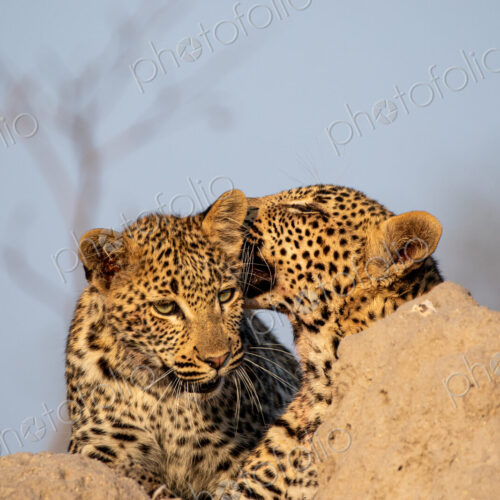 Two young leopards, Panthera pardus, resting on a mound.