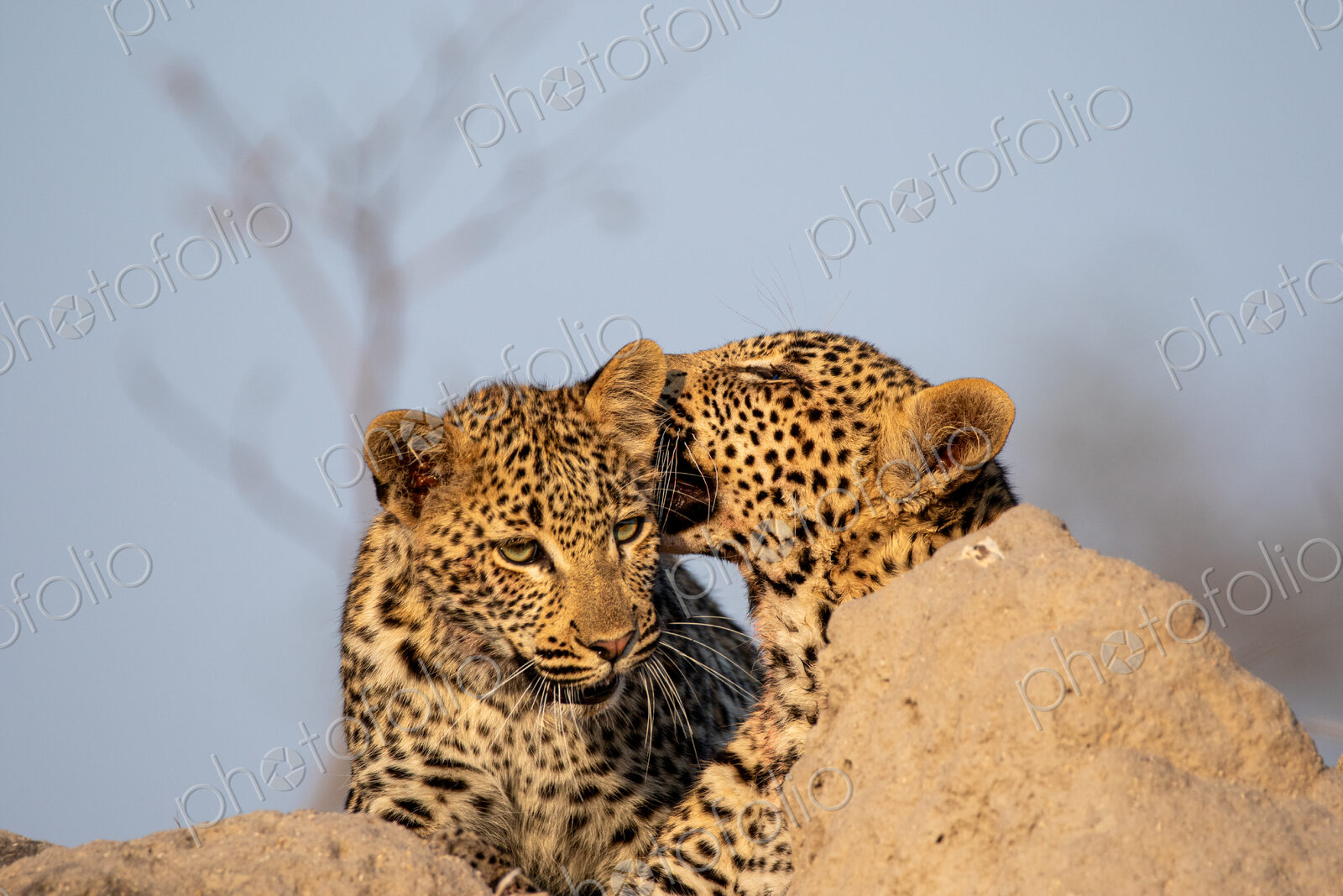 Two young leopards, Panthera pardus, resting on a mound.