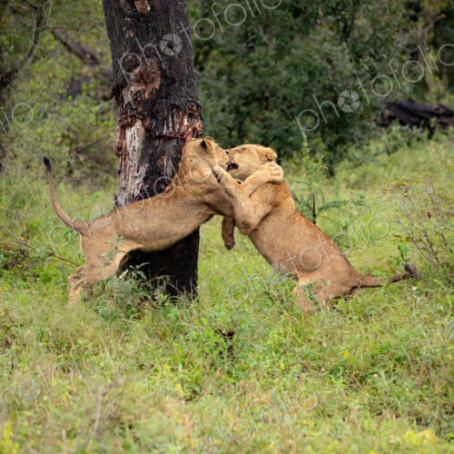 Two young lions, Panthera leo, playing together. Two young lions, Panthera leo, playing together.