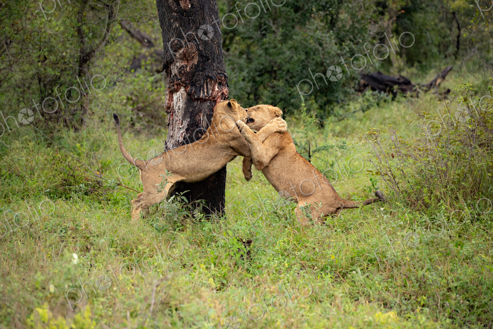 Two young lions, Panthera leo, playing together.