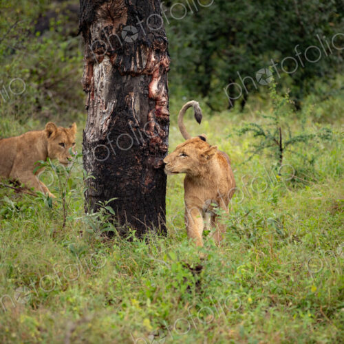 Two young lions, Panthera leo, walking next to a tree. Two young lions, Panthera leo, walking next to a tree.