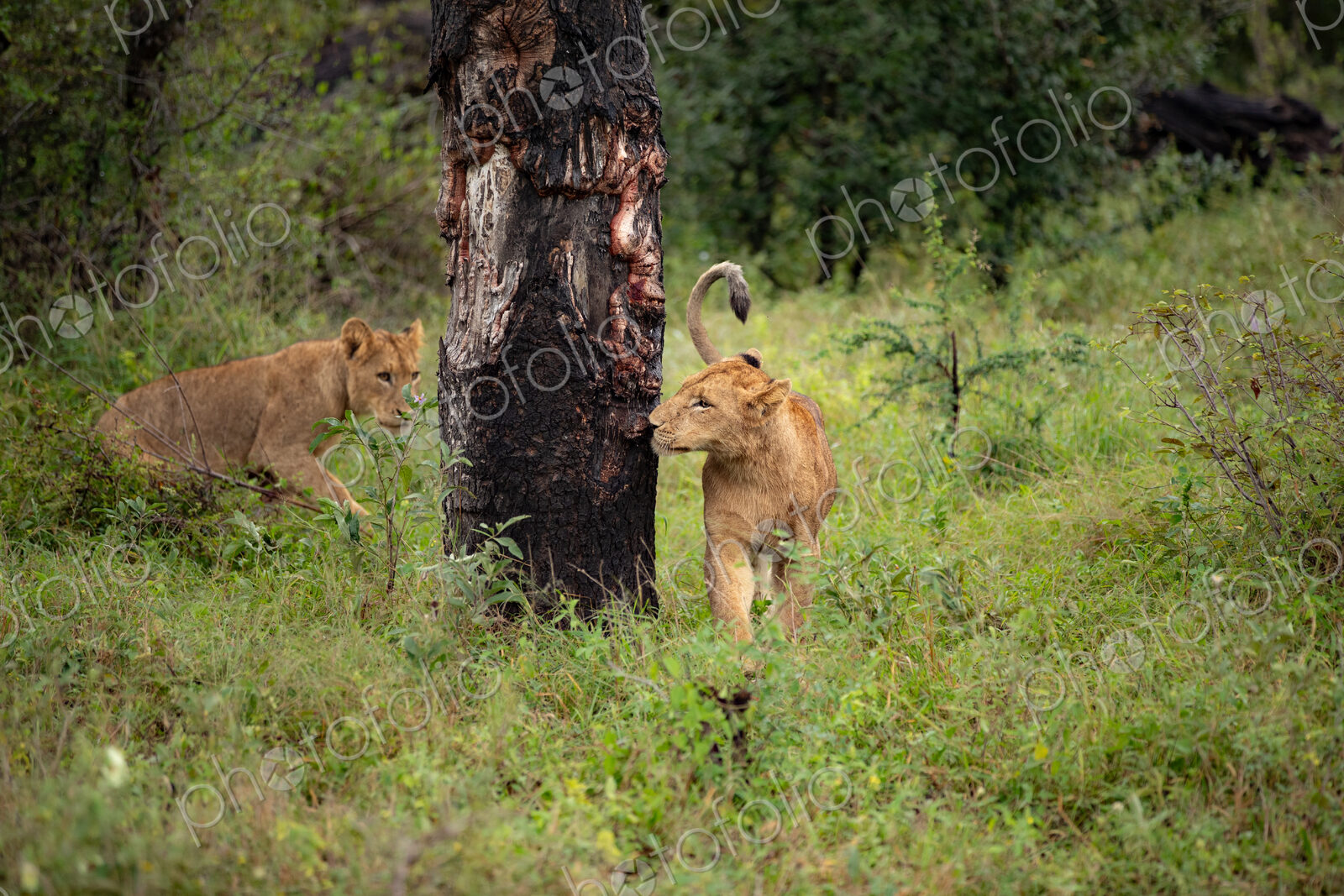 Two young lions, Panthera leo, walking next to a tree.