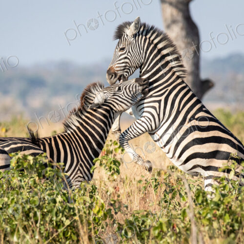 Two zebra, Equus quagga, play together, standing on hind legs rearing up. Two zebra, Equus quagga, play together, standing on hind legs rearing up.