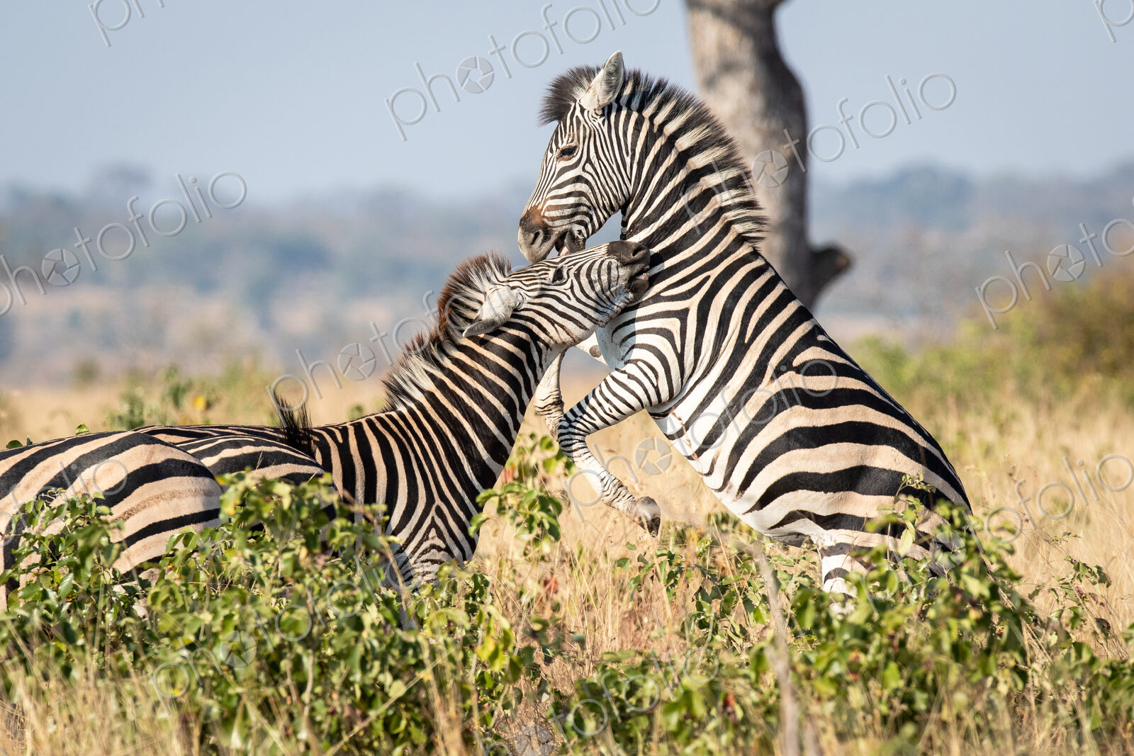 Two zebra, Equus quagga, play together, standing on hind legs rearing up.