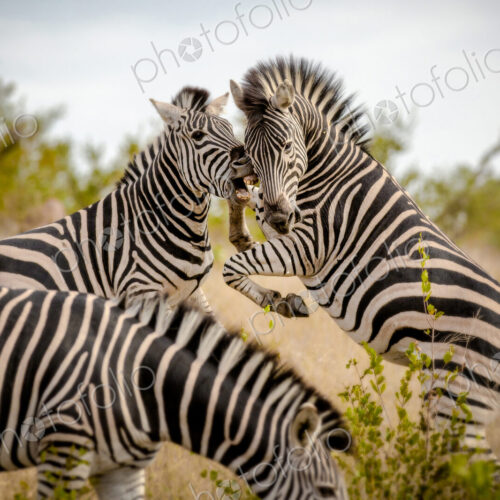 Two zebra, Equus quagga, stand on their hind legs rearing and fight, biting showing teeth Two zebra, Equus quagga, stand on their hind legs rearing and fight, biting showing teeth