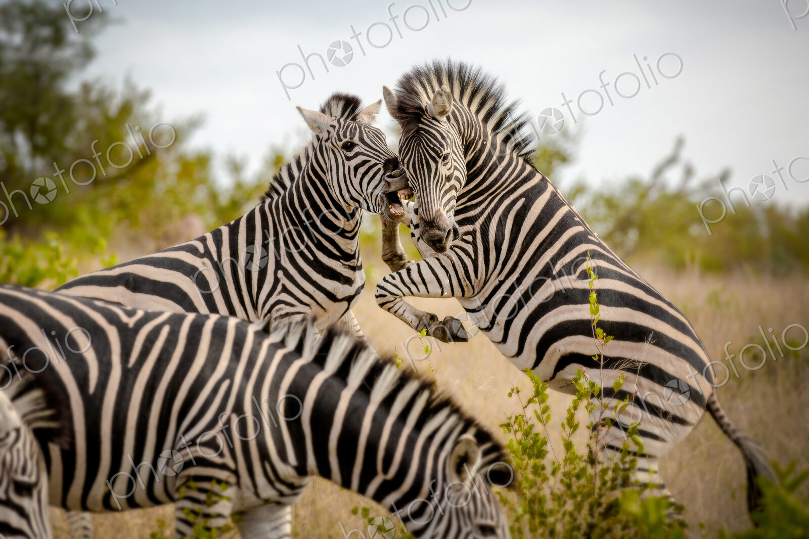 Two zebra, Equus quagga, stand on their hind legs rearing and fight, biting showing teeth