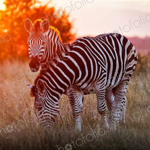 Two zebra, Equus quagga, standing in dry brown grass, backlit at sunset, one looking… Two zebra, Equus quagga, standing in dry brown grass, backlit at sunset, one looking…