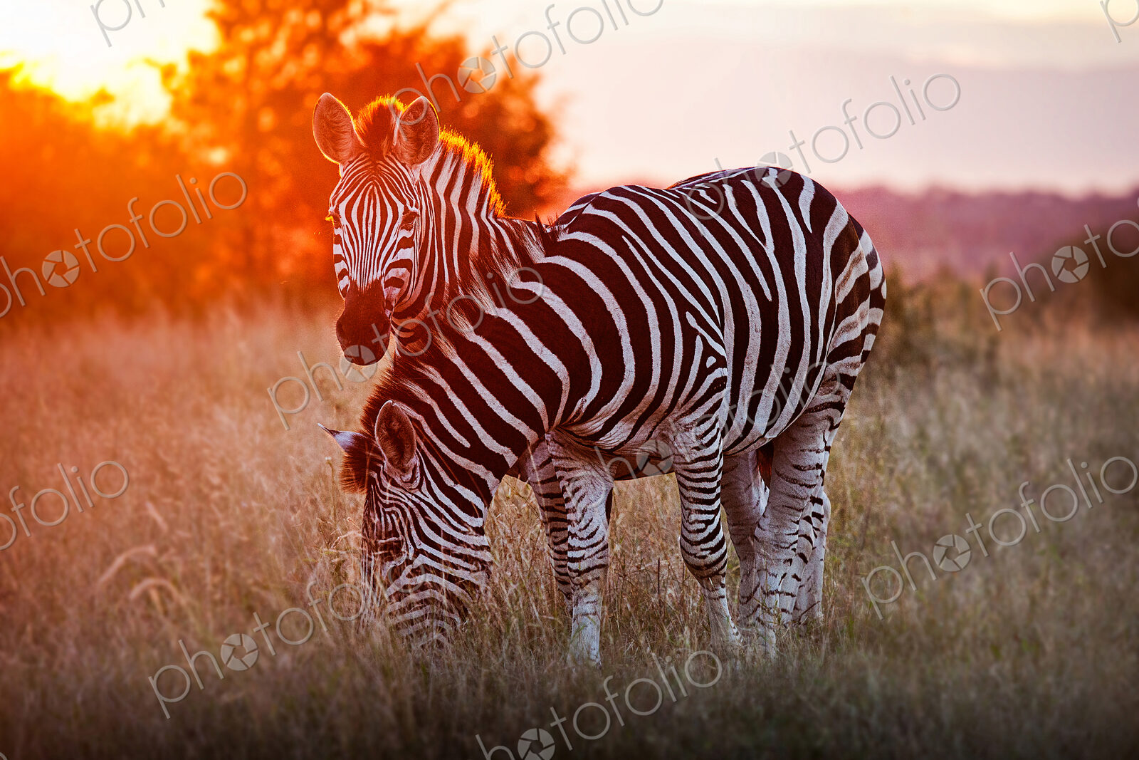 Two zebra, Equus quagga, standing in dry brown grass, backlit at sunset, one looking…