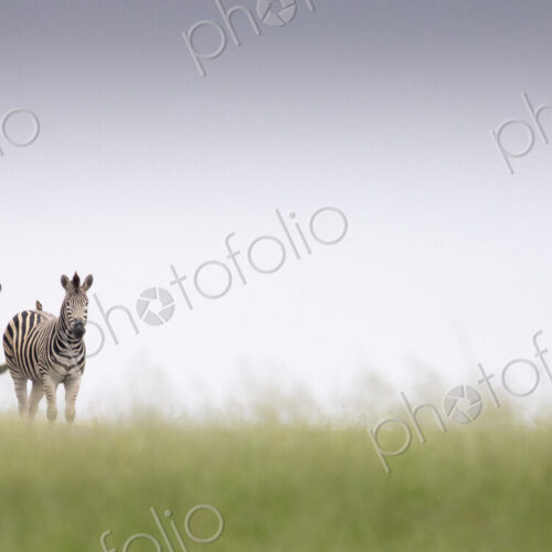 Two zebra, Equus quagga, walk in green grass with a clear horizon