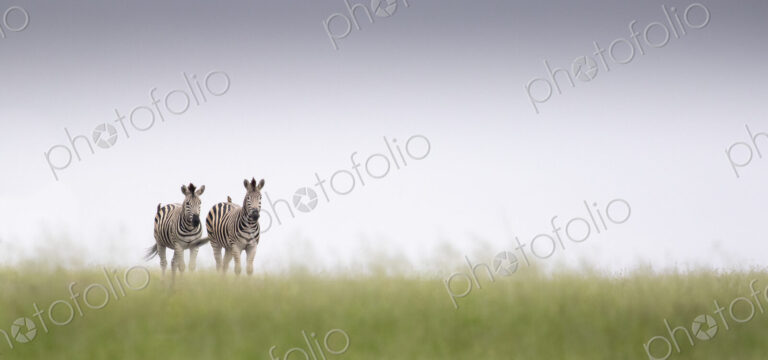 Two zebra, Equus quagga, walk in green grass with a clear horizon