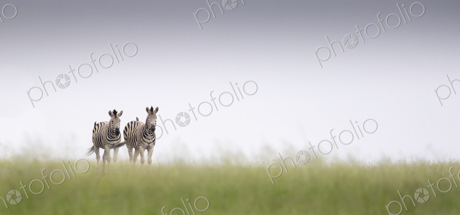 Two zebra, Equus quagga, walk in green grass with a clear horizon
