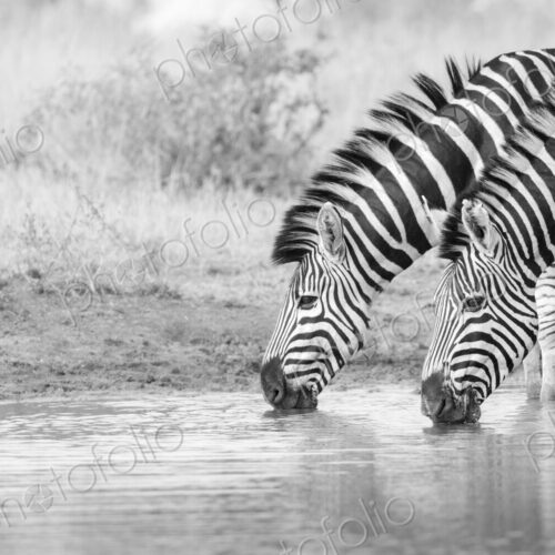 Two zebras, Equus quagga, drinking water in black and white. Two zebras, Equus quagga, drinking water in black and white.
