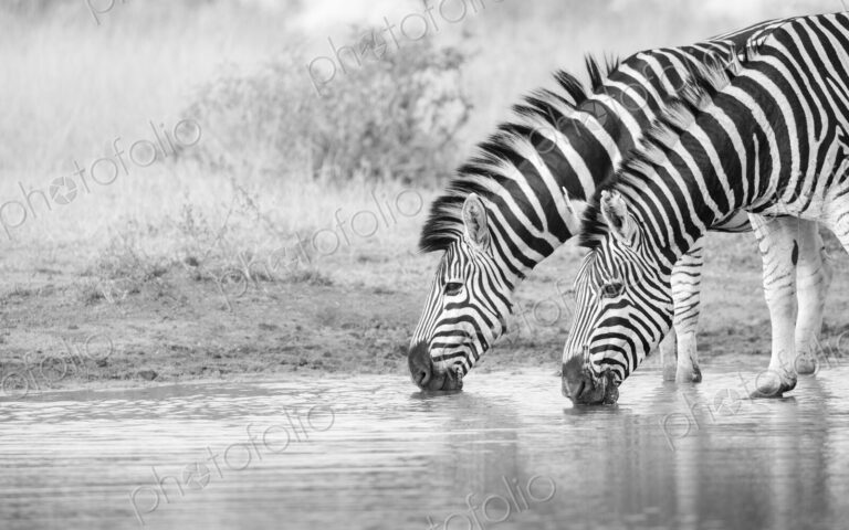 Two zebras, Equus quagga, drinking water in black and white.