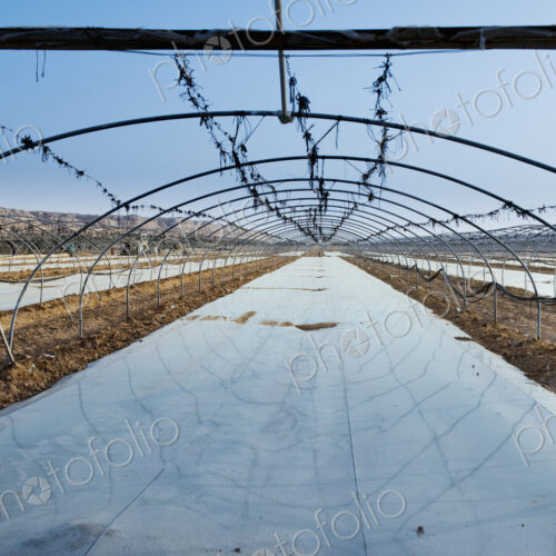 Uncovered Greenhouse