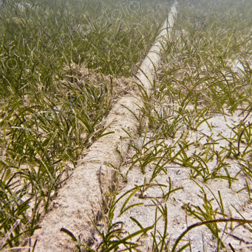 Underwater Cable