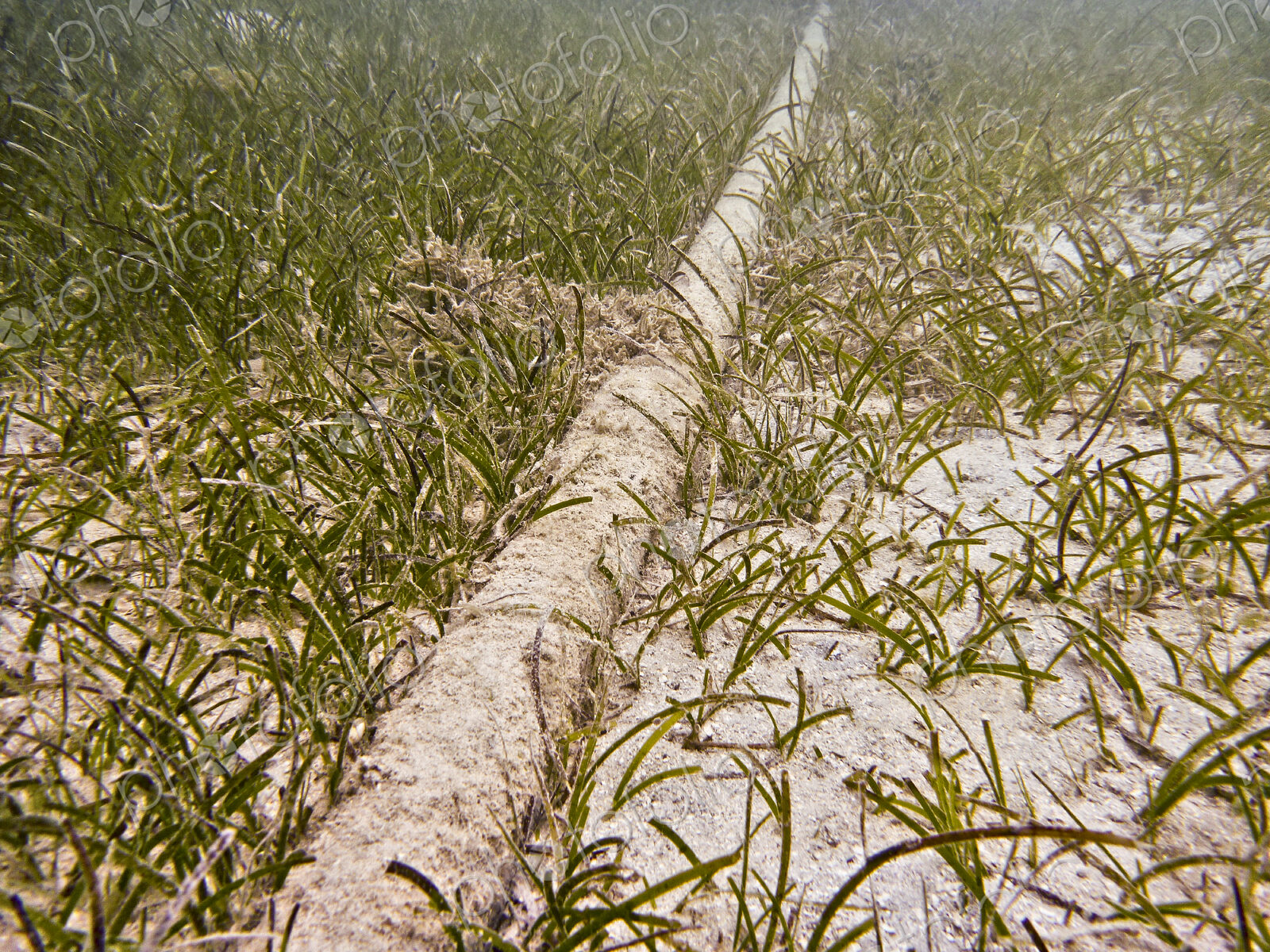 Underwater Cable