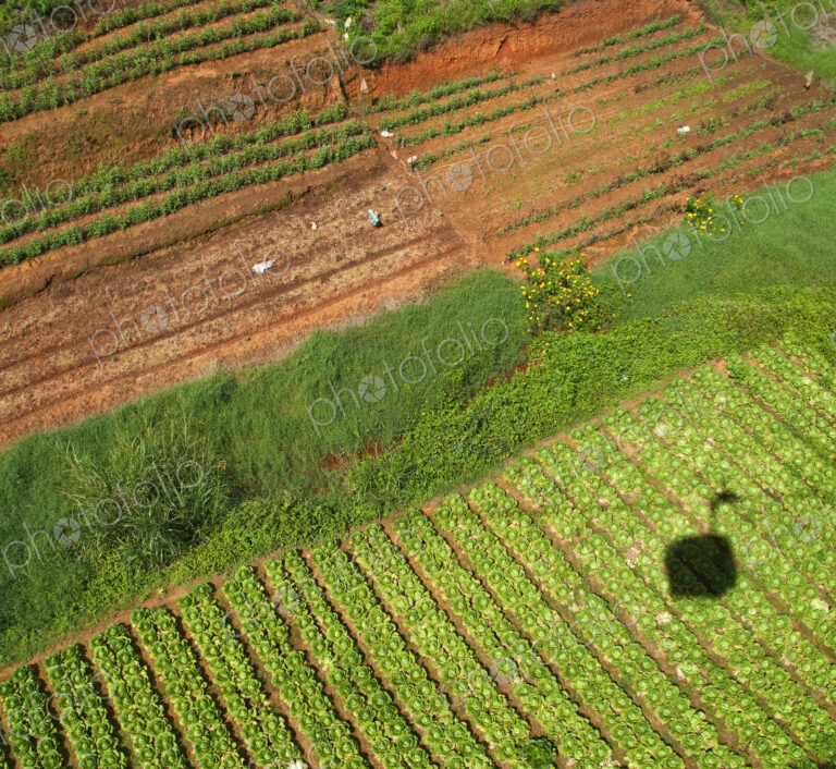Vegetable Garden From A Gondola