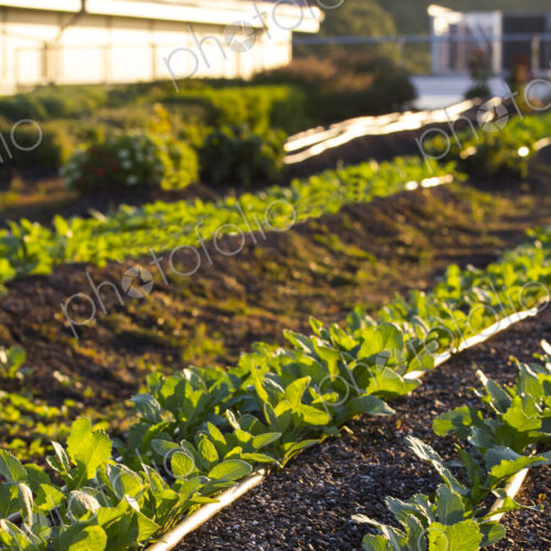 Vegetables growing on an organic farm. Vegetables growing on an organic farm.