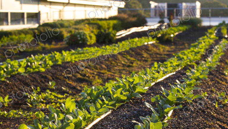 Vegetables growing on an organic farm.