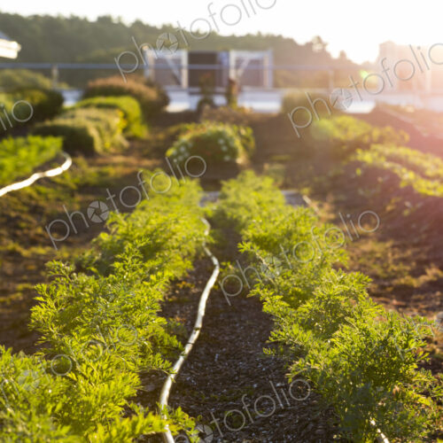 Vegetables growing on an organic farm. Vegetables growing on an organic farm.
