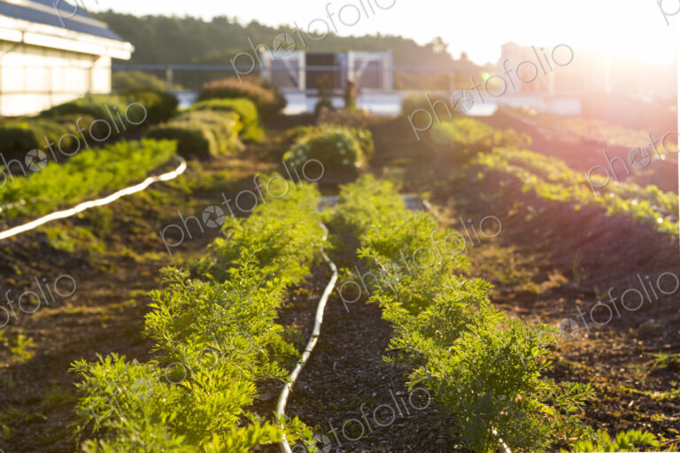 Vegetables growing on an organic farm.