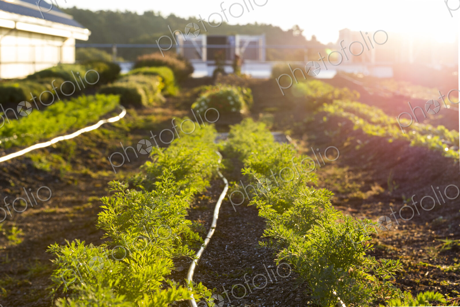 Vegetables growing on an organic farm.