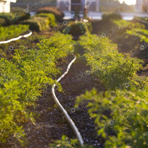 Vegetables growing on an organic farm. Vegetables growing on an organic farm.