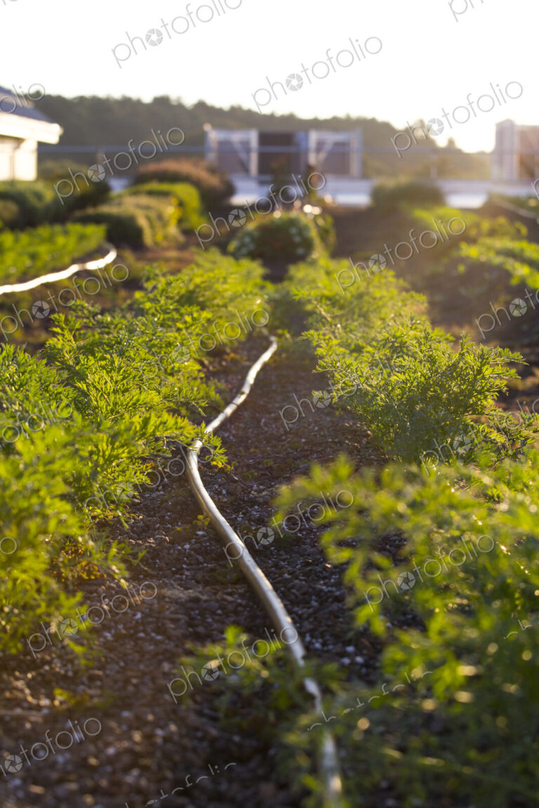Vegetables growing on an organic farm.
