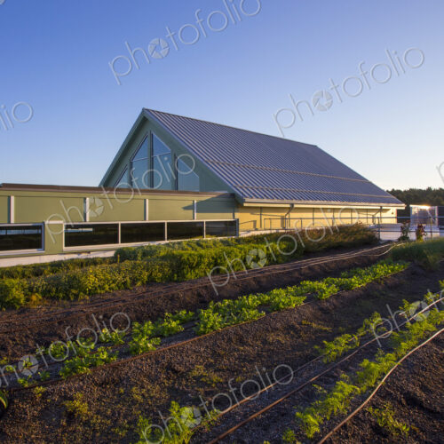 Vegetables growing on an organic farm. Vegetables growing on an organic farm.