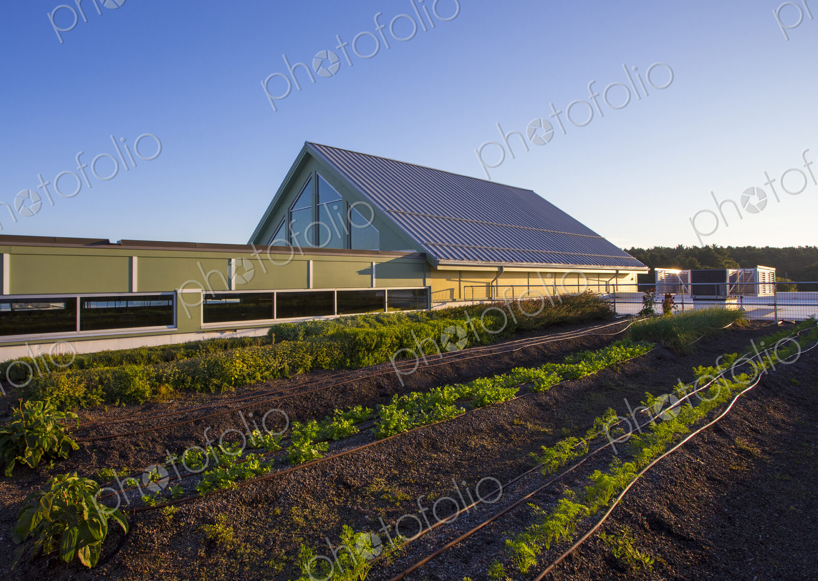 Vegetables growing on an organic farm.