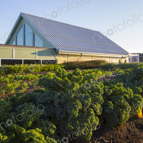 Vegetables growing on an organic farm. Vegetables growing on an organic farm.