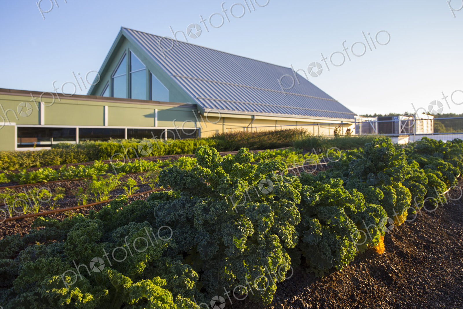 Vegetables growing on an organic farm.