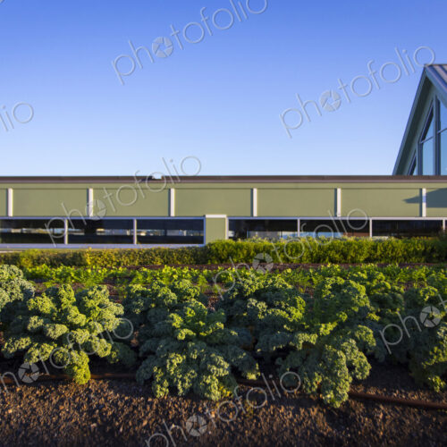 Vegetables growing on an organic farm. Vegetables growing on an organic farm.