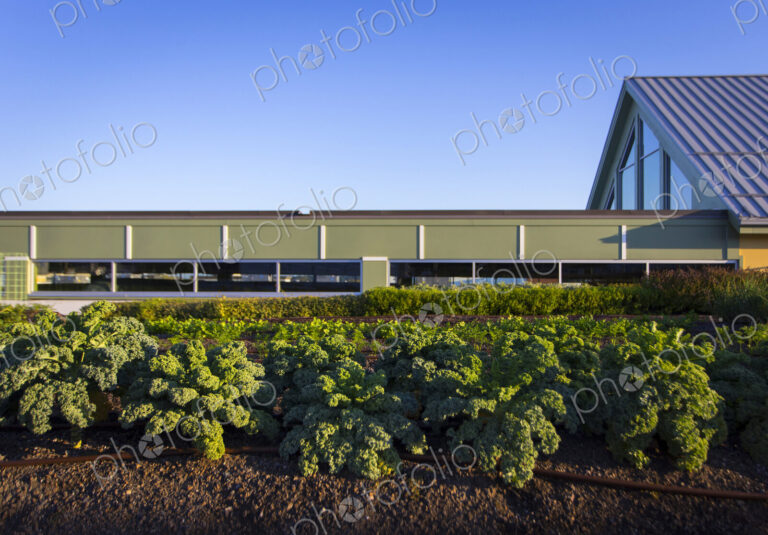 Vegetables growing on an organic farm.