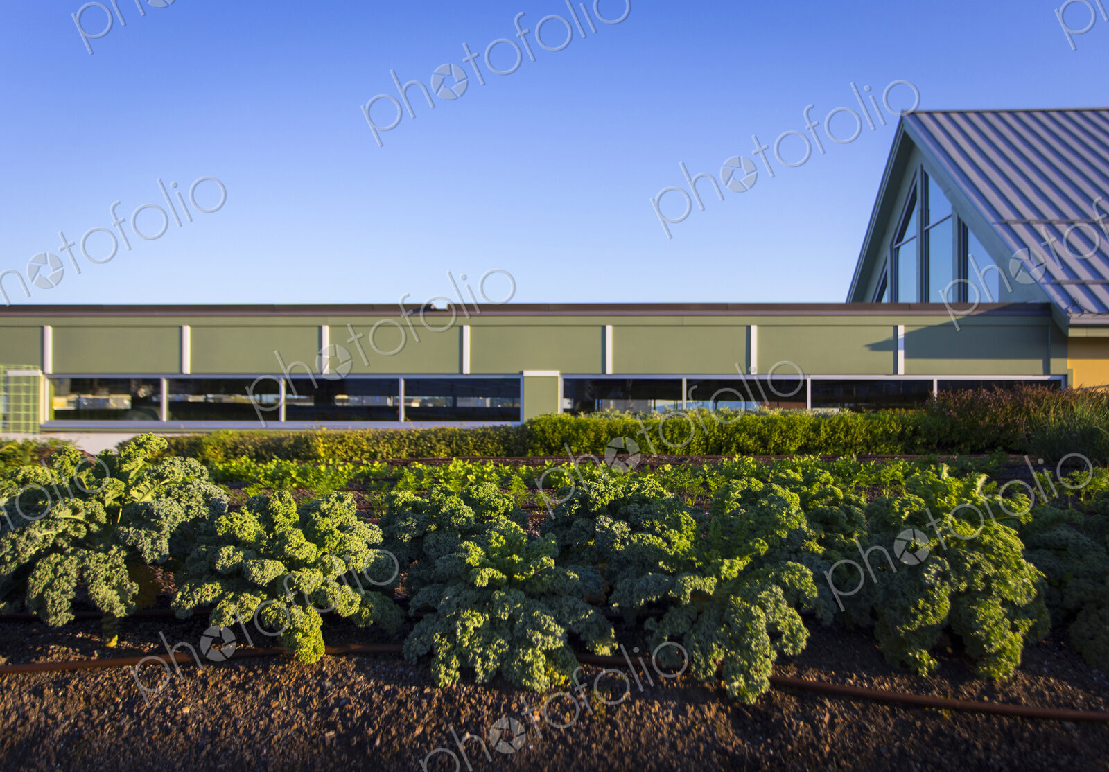Vegetables growing on an organic farm.