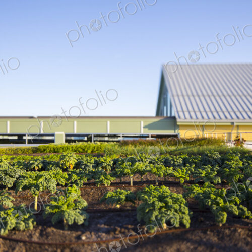 Vegetables growing on an organic farm. Vegetables growing on an organic farm.