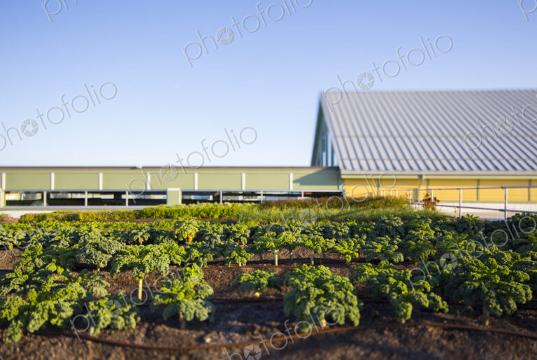 Vegetables growing on an organic farm.