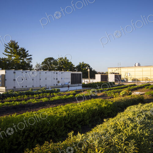 Vegetables growing on an organic farm. Vegetables growing on an organic farm.