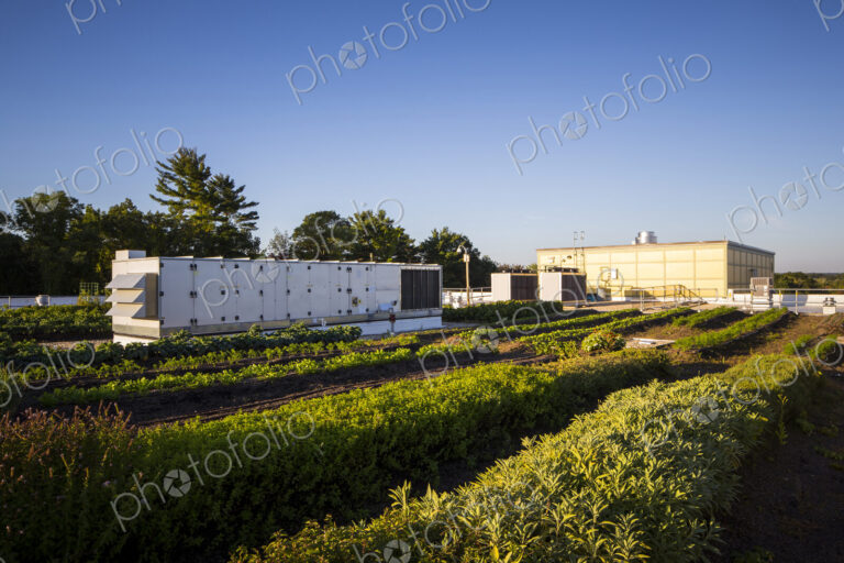 Vegetables growing on an organic farm.